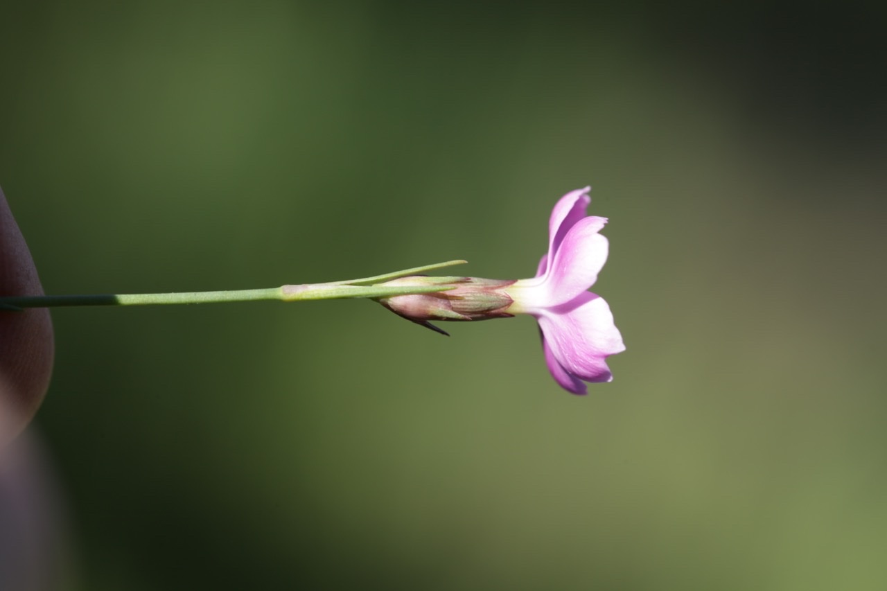 Dianthus pungens détail.jpg