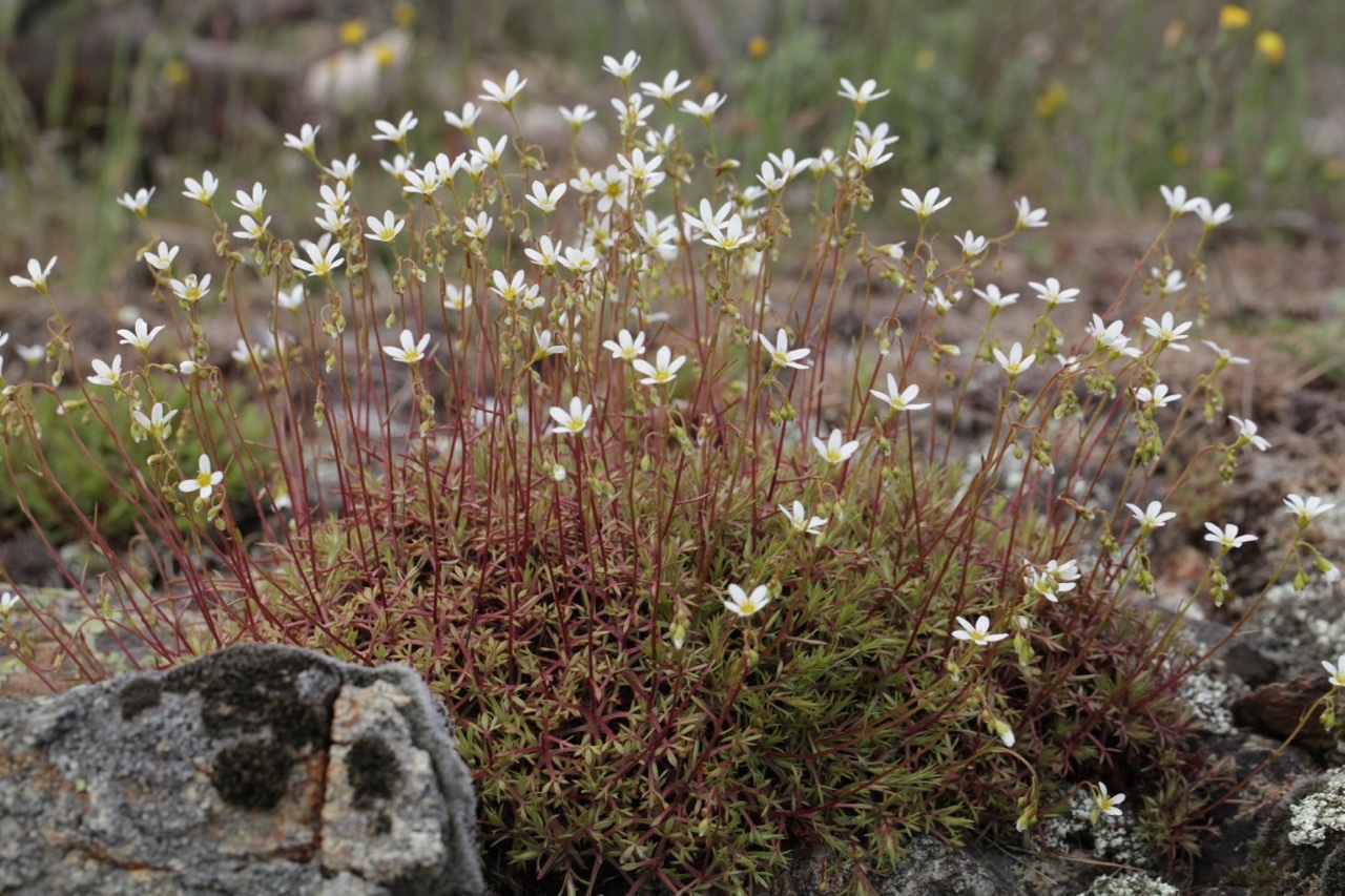 Saxifraga fragosoi.jpg