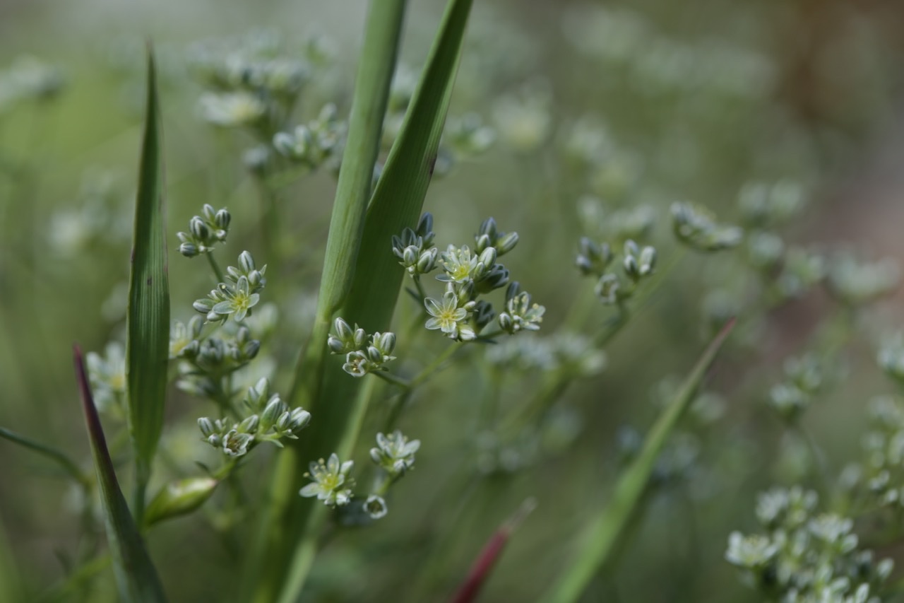 Scleranthus perennis subsp. perennis.jpg