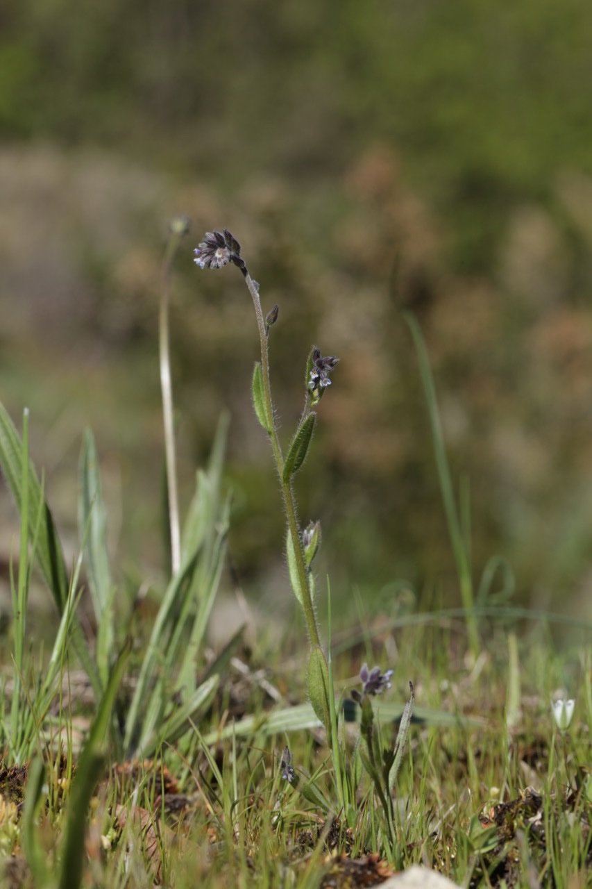 Myosotis dubius.jpg