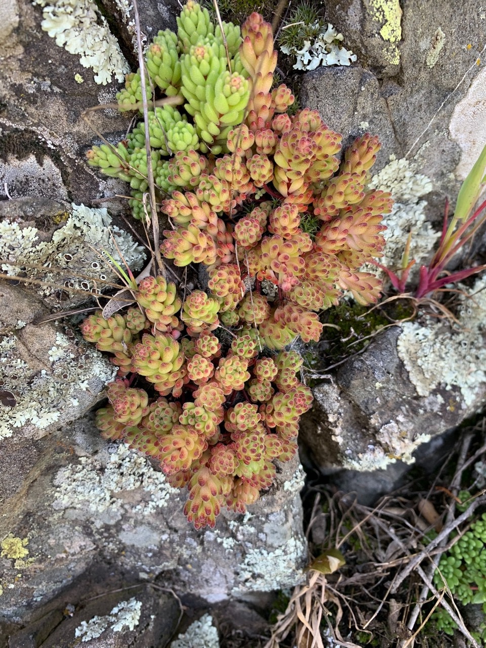 Sedum hirsutum.jpg