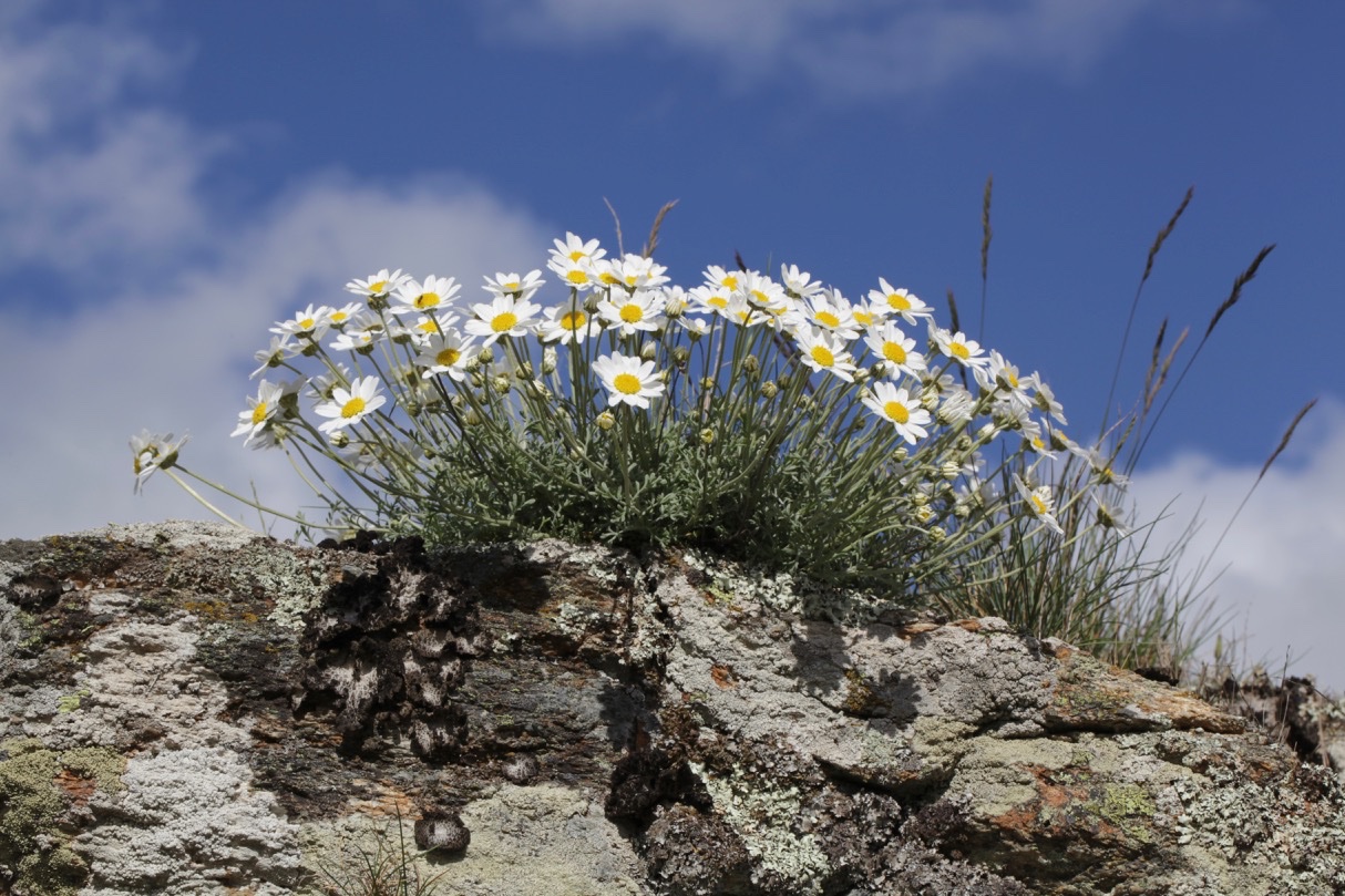 Anthemis cretica subsp. saxatilis (2).jpg