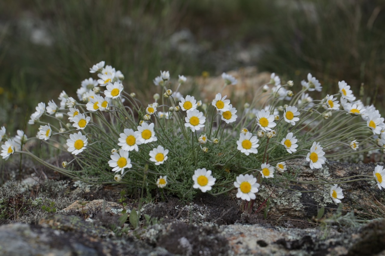 Anthemis cretica subsp. saxatilis (1).jpg