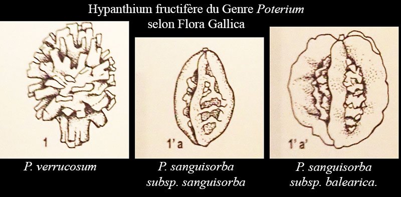 Poterium FG-LG.jpg