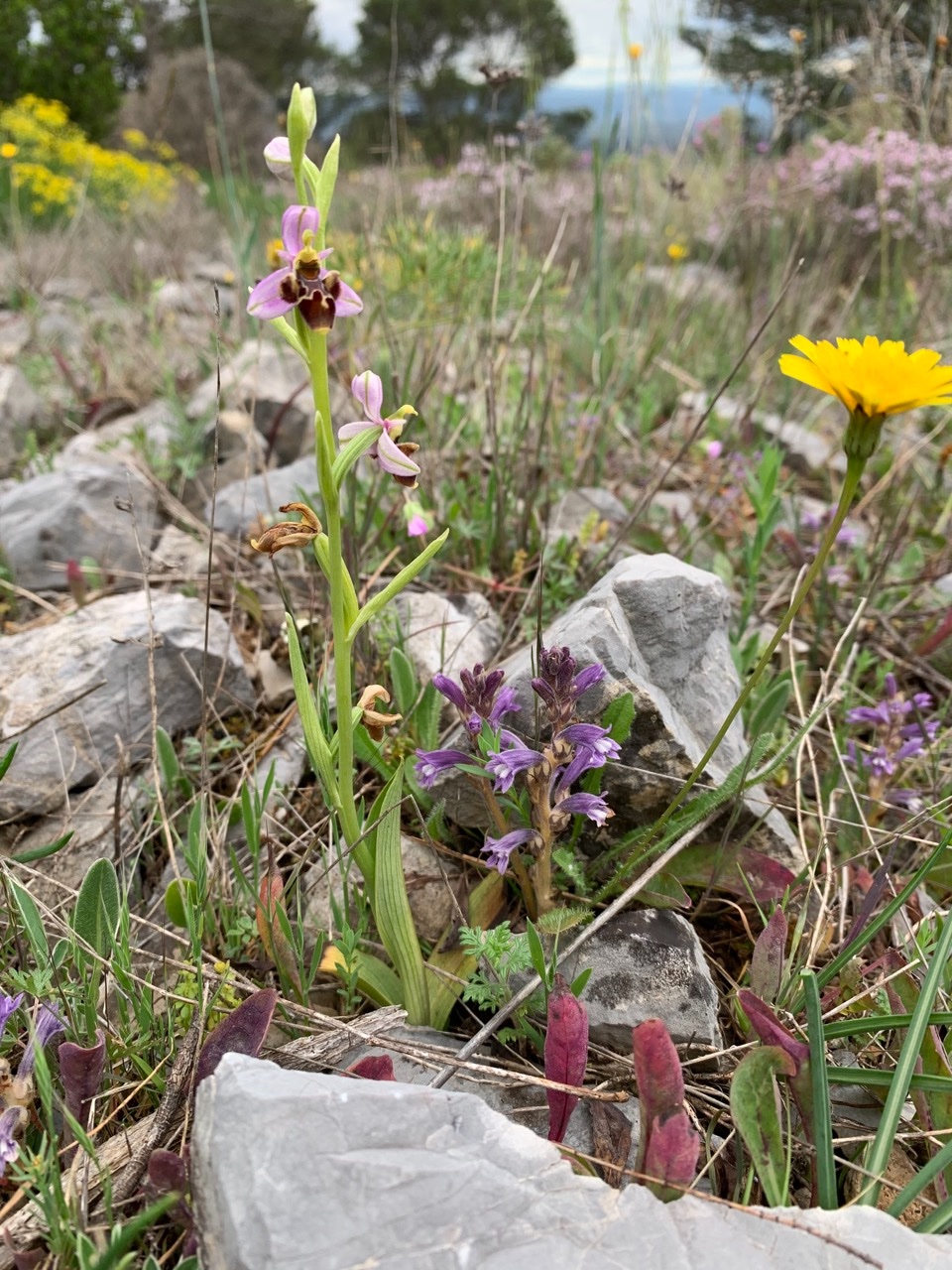 Phelipanche nana Ophrys Sonchus bulbosus.jpg