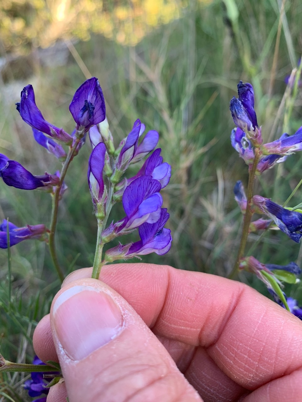 Vicia onobrychioides&.jpg