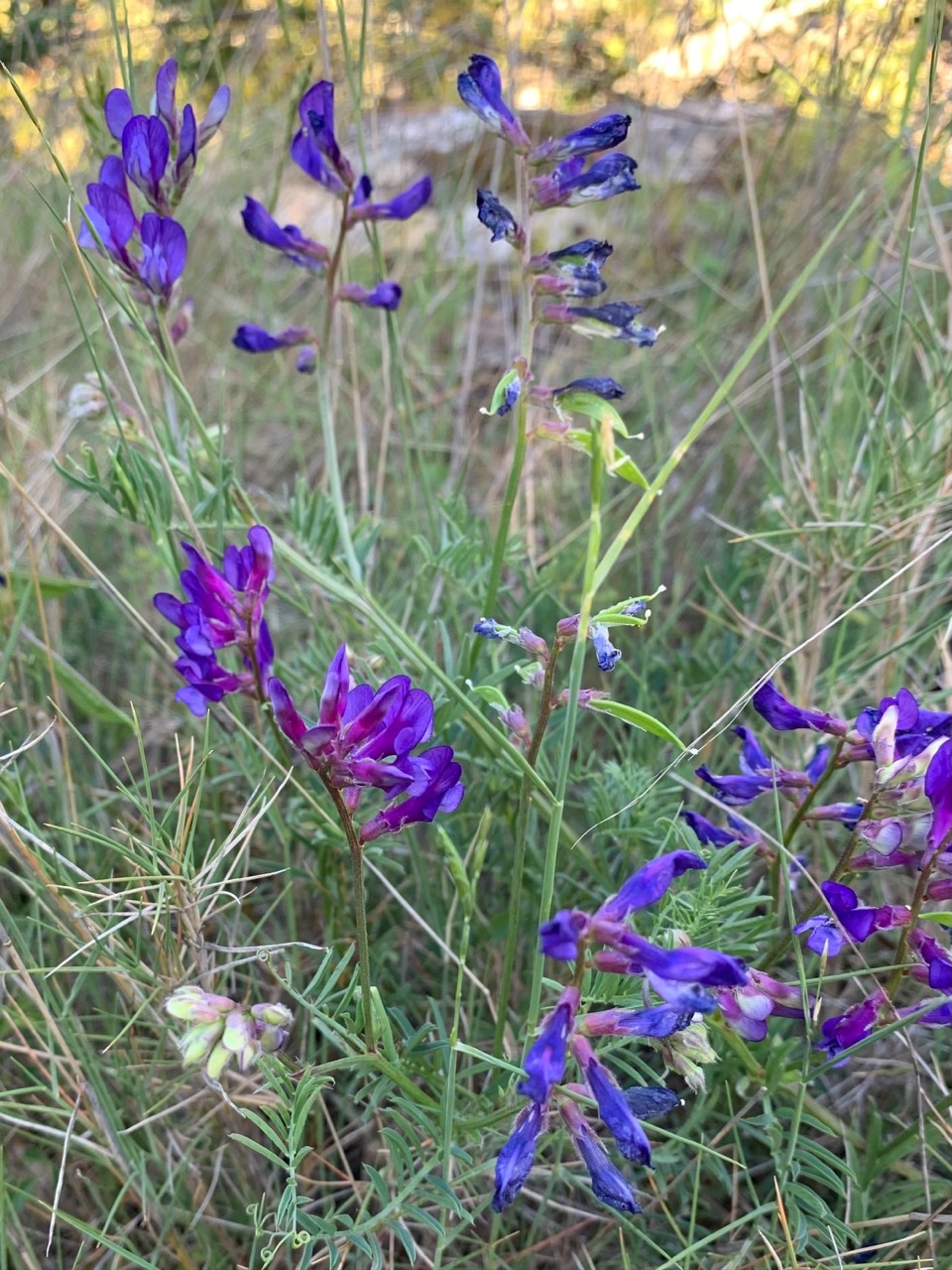 Vicia onobrychioides (1).jpg