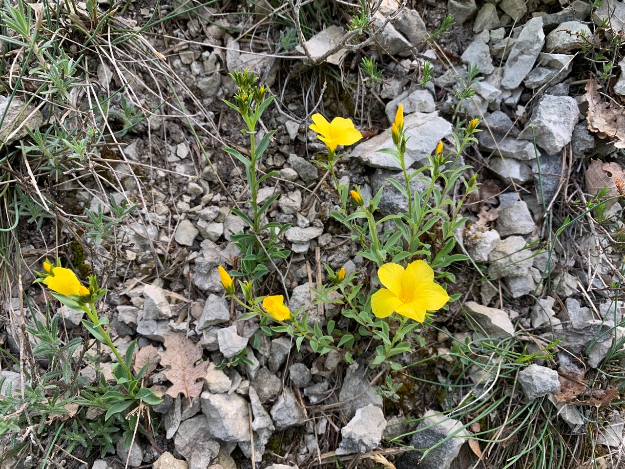 Linum campanulatum.jpg