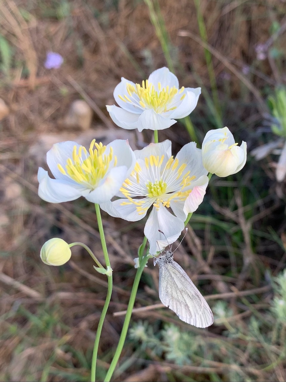 Thalictrum tuberosum (6).jpg