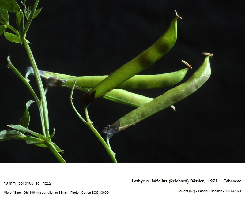 lathyrus_linifolius_reichard_bassler_1971_-_fabaceae_04.jpg