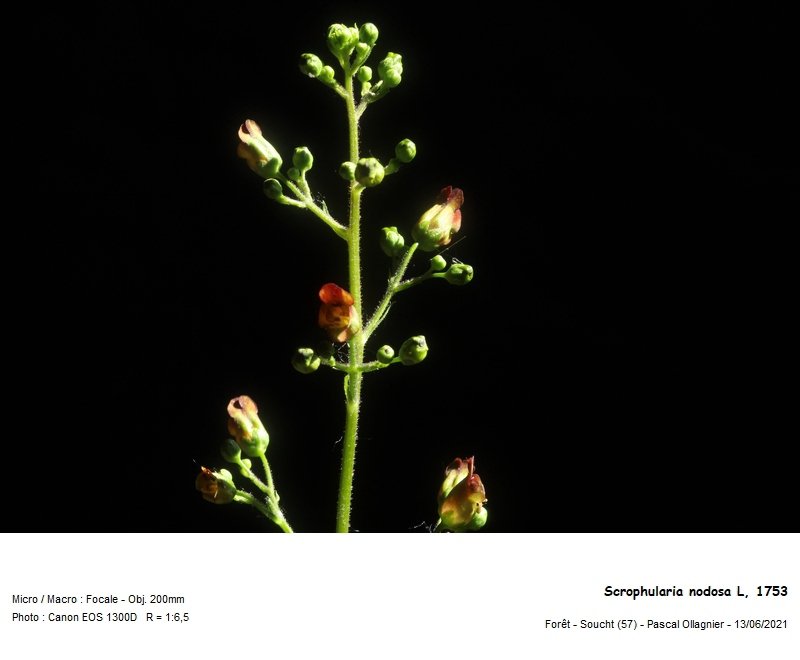 scrophularia_nodosa_l_1753_Inflorescence.jpg