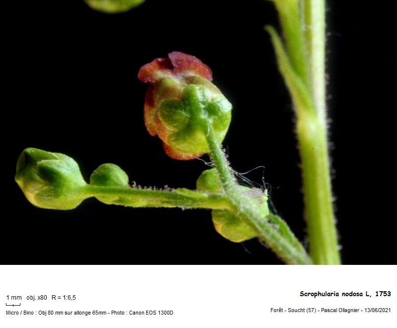 scrophularia_nodosa_l_1753_Sépales.jpg