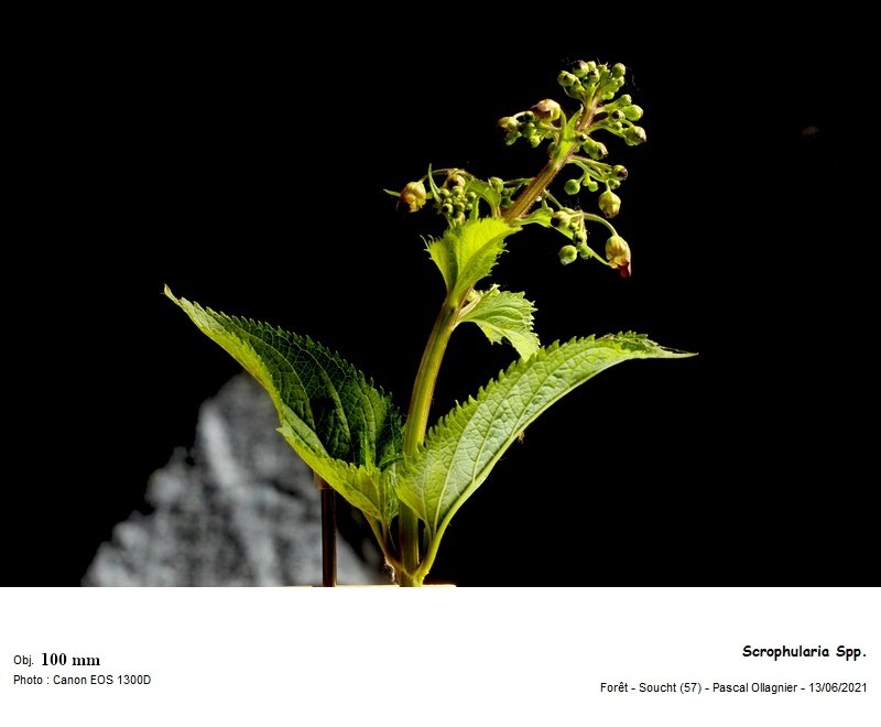 scrophularia_spp_Inflorescence.jpg