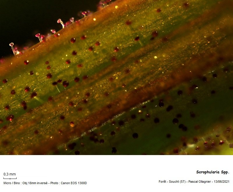 scrophularia_spp_Poils glanduleux.jpg
