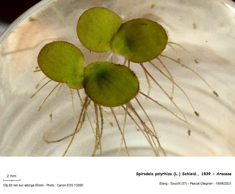 spirodela_polyrhiza_l_schleid_1839_-_araceae 01.jpg