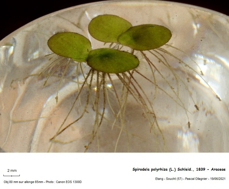 spirodela_polyrhiza_l_schleid_1839_-_araceae 02.jpg