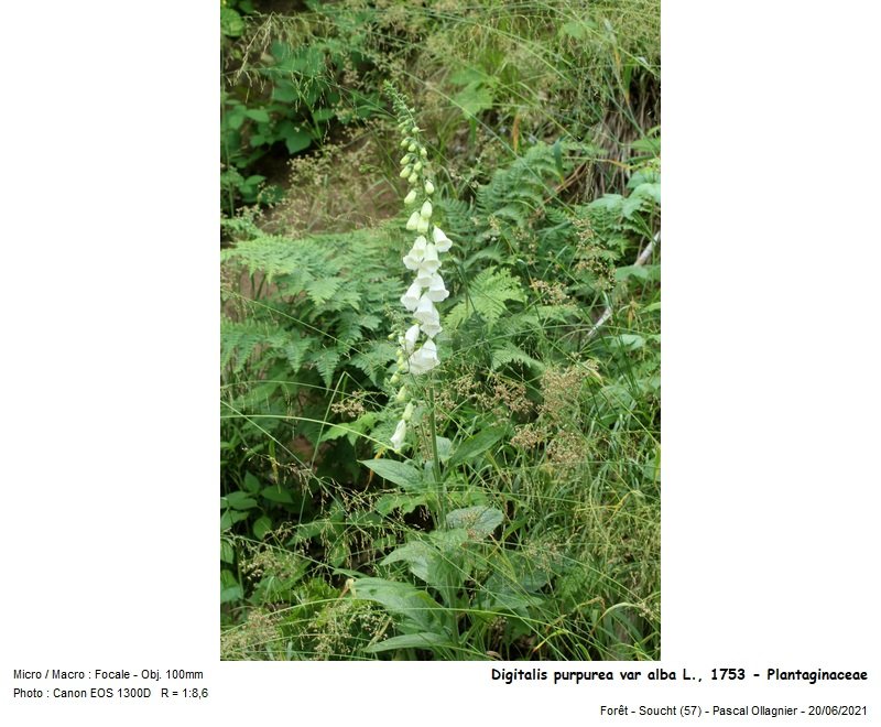 digitalis_purpurea_var_alba_l_1753_-_plantaginaceae 01.jpg