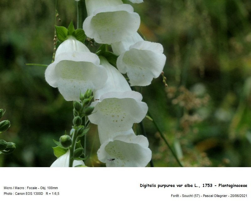 digitalis_purpurea_var_alba_l_1753_-_plantaginaceae 02.jpg