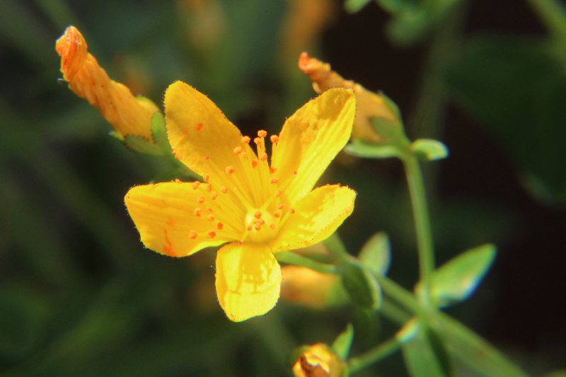 hypericum_pulchrum_l_-_hypericaceae 02.jpg