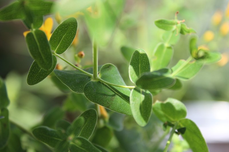 hypericum_pulchrum_l_-_hypericaceae 03.jpg