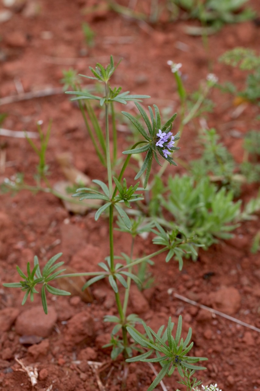 Asperula arvensis.jpg