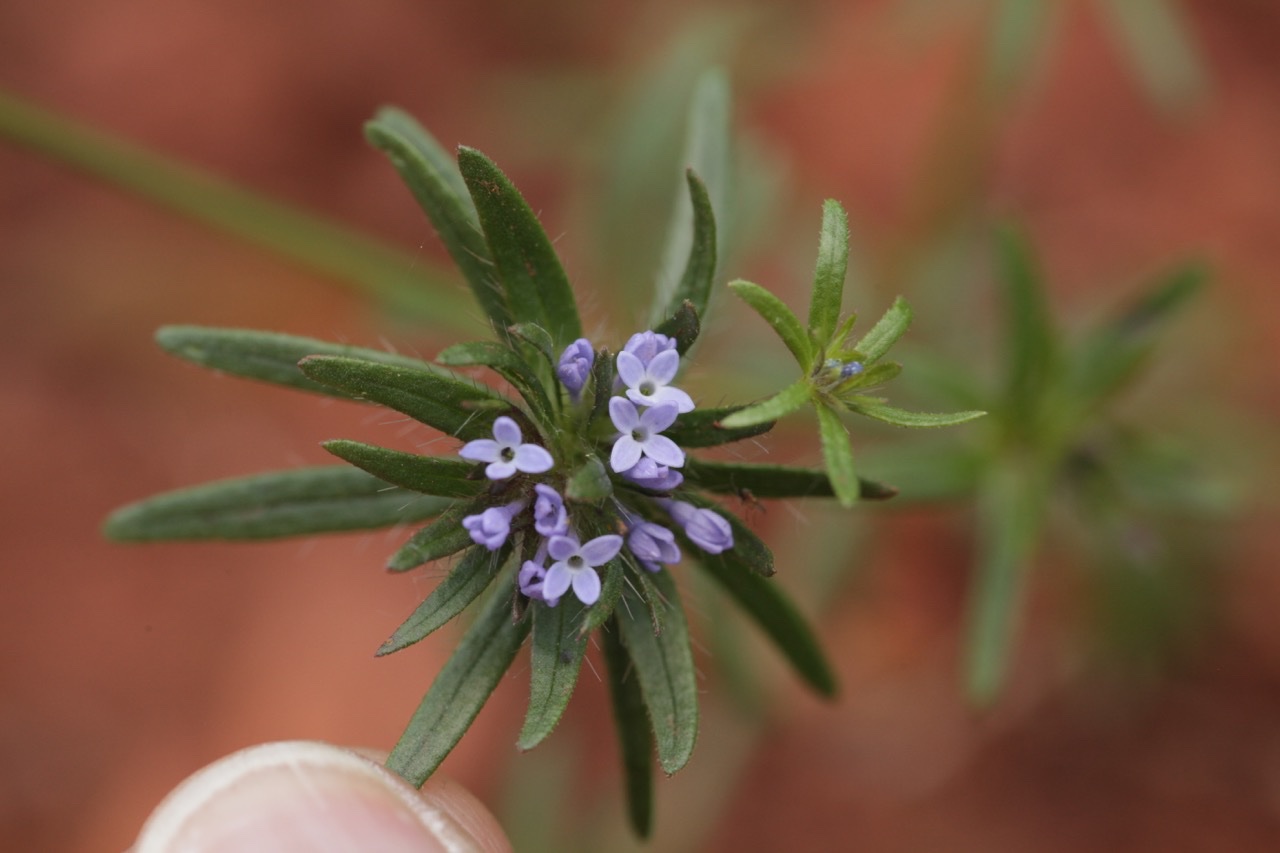 Asperula arvensis (1).jpg