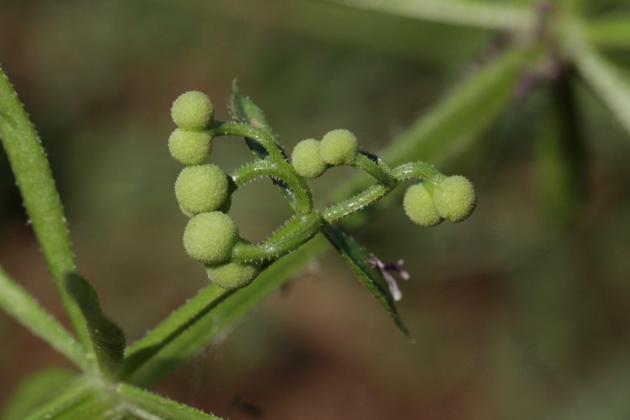 Galium tricornutum (1).jpg