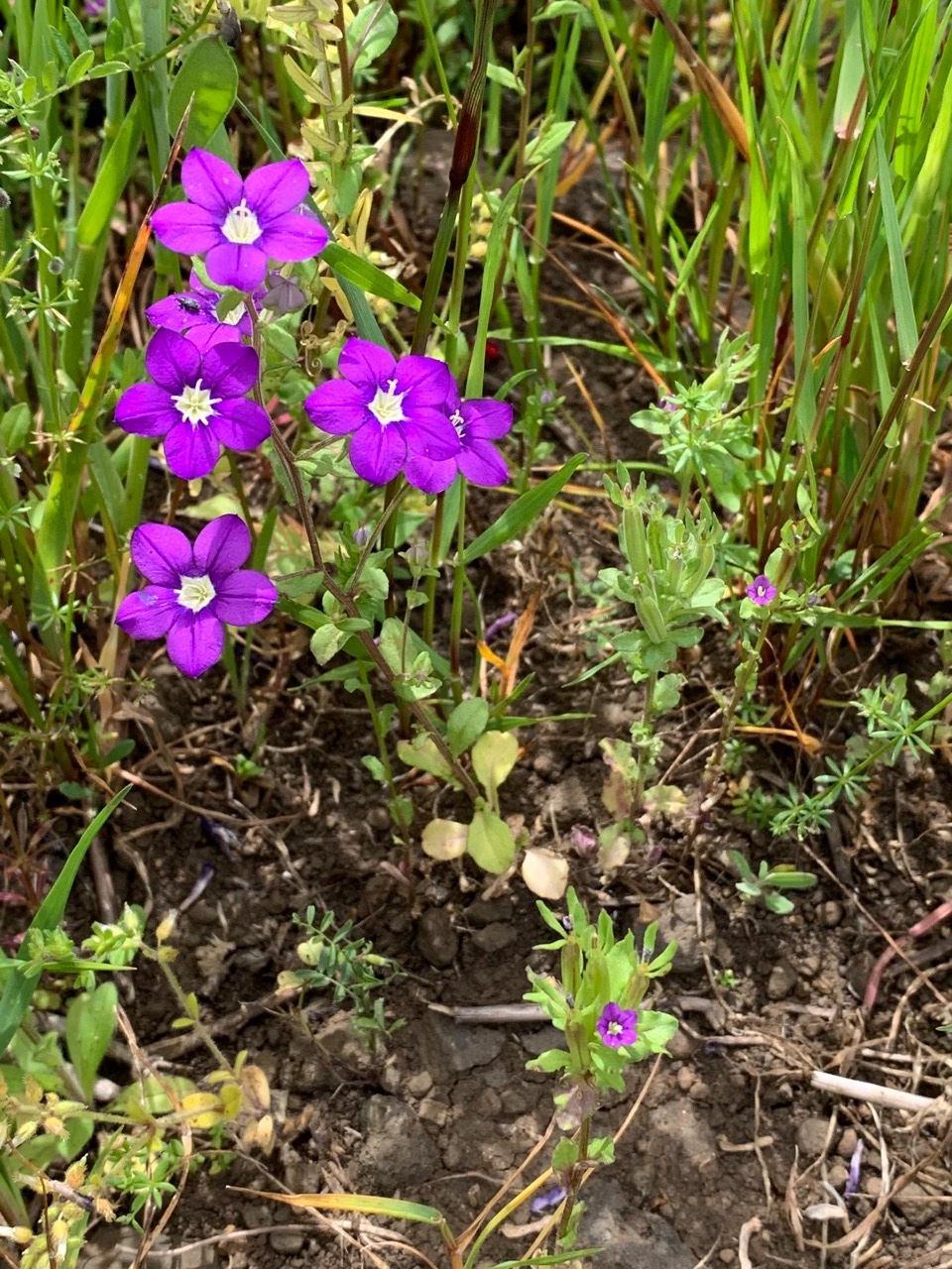 Legousia speculum-veneris + hybrida.jpg