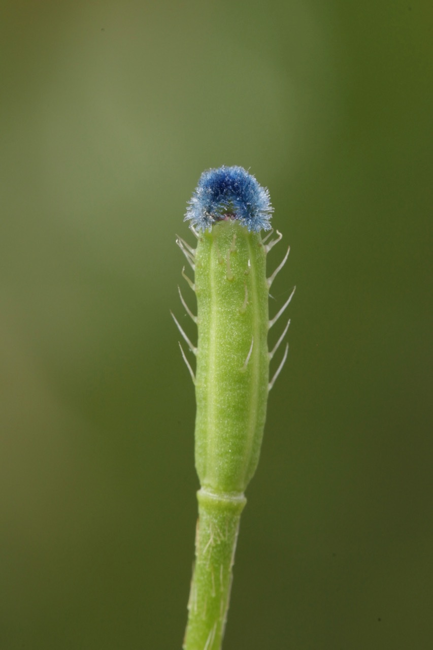 Papaver argemone.jpg