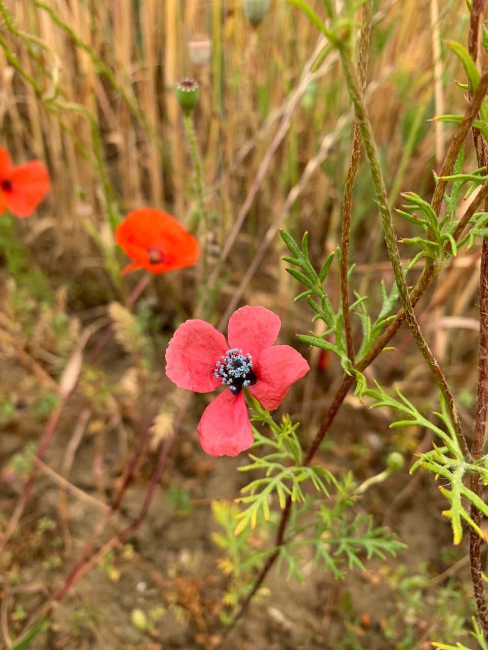 Papaver hybridum.jpg