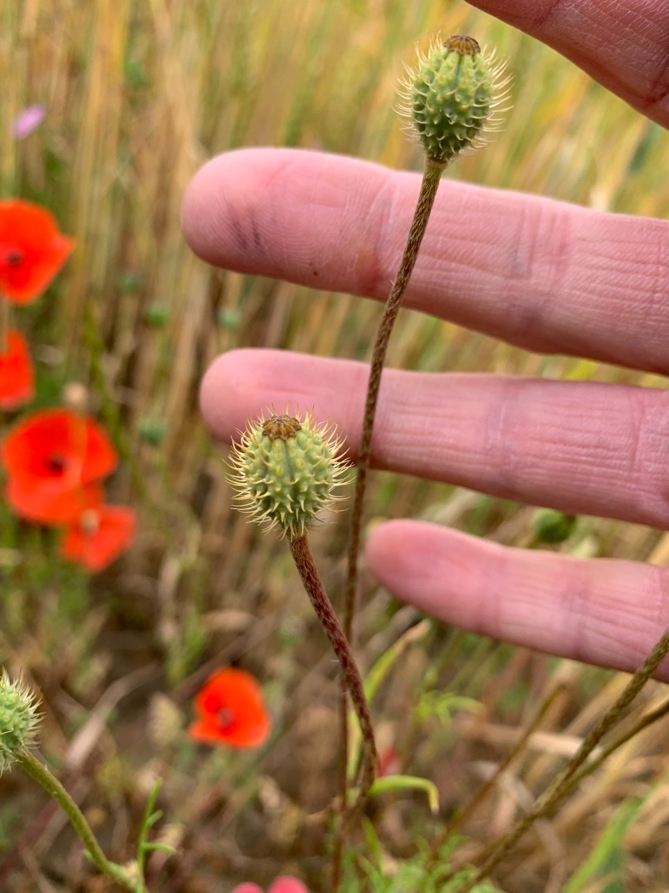 Papaver hybridum (1).jpg