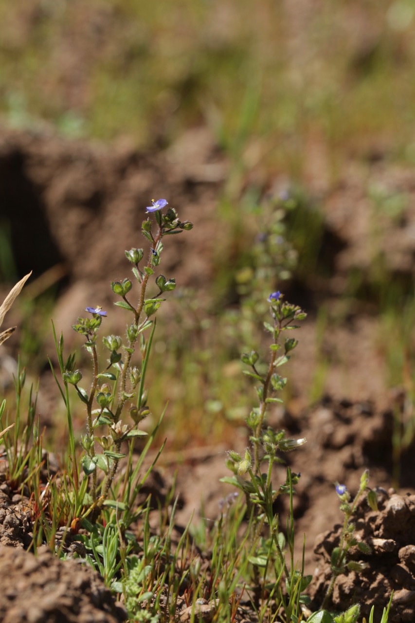 Veronica acinifolia (1).jpg