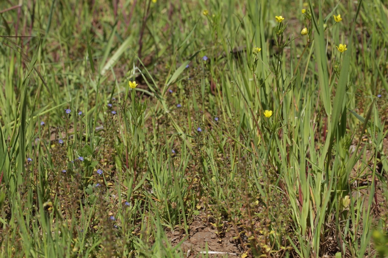 Veronica acinifolia au milieu de Ranunculus arvensis.jpg