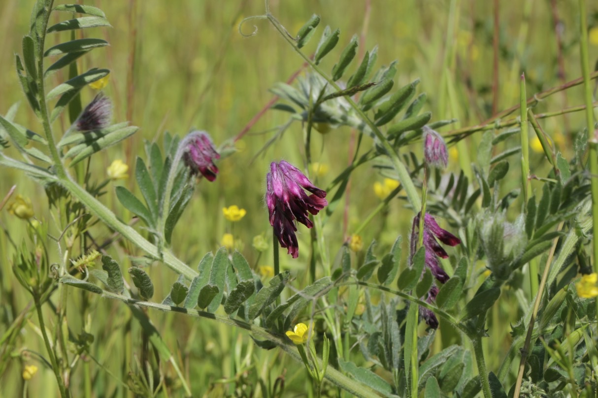 Vicia benghalensis.jpg