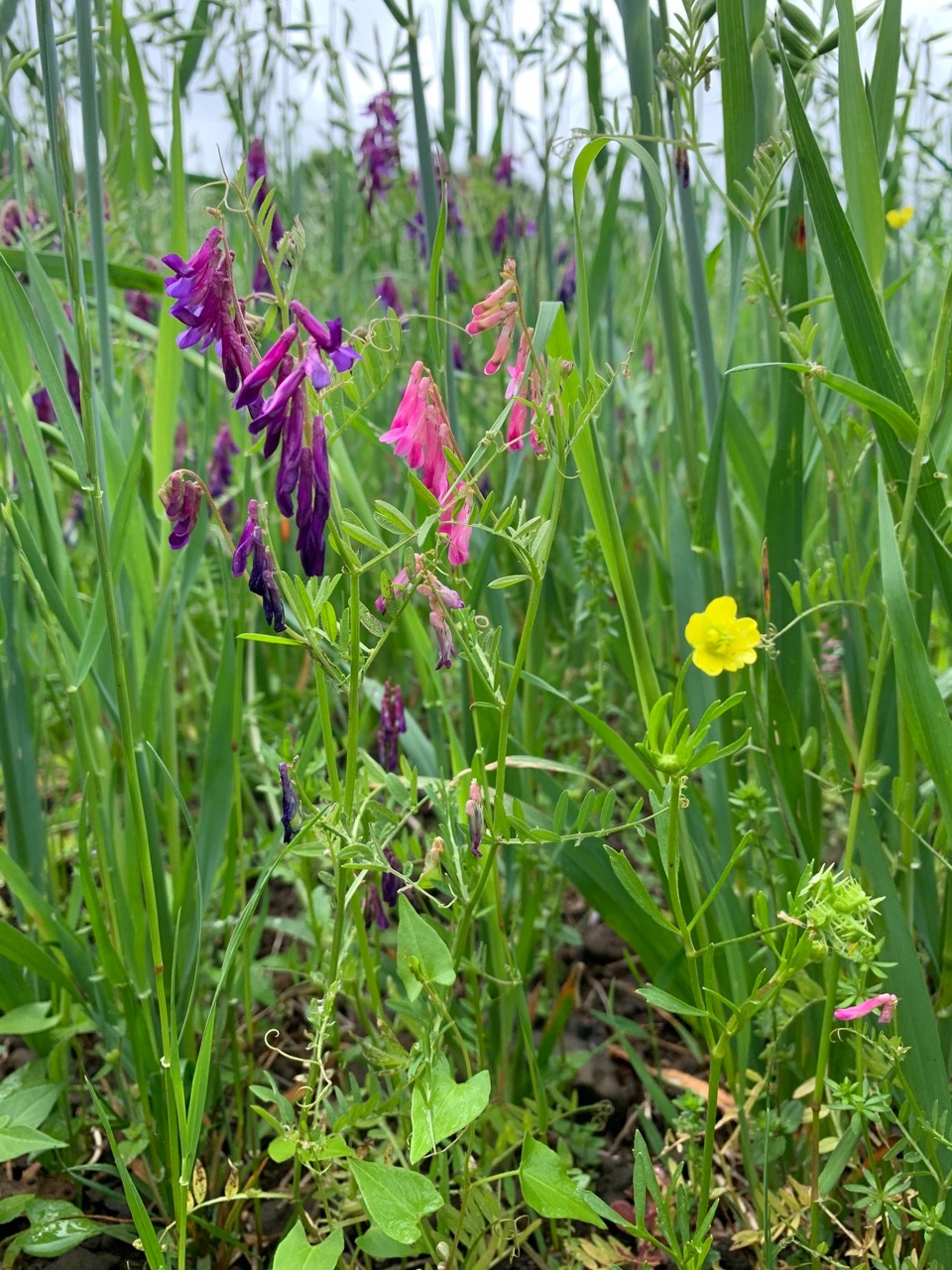 Vicia eriocarpa (1).jpg