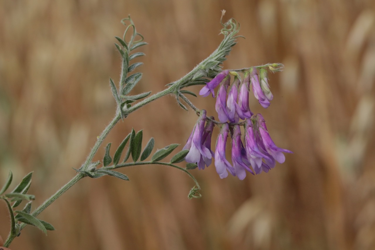 Vicia villosa (1).jpg