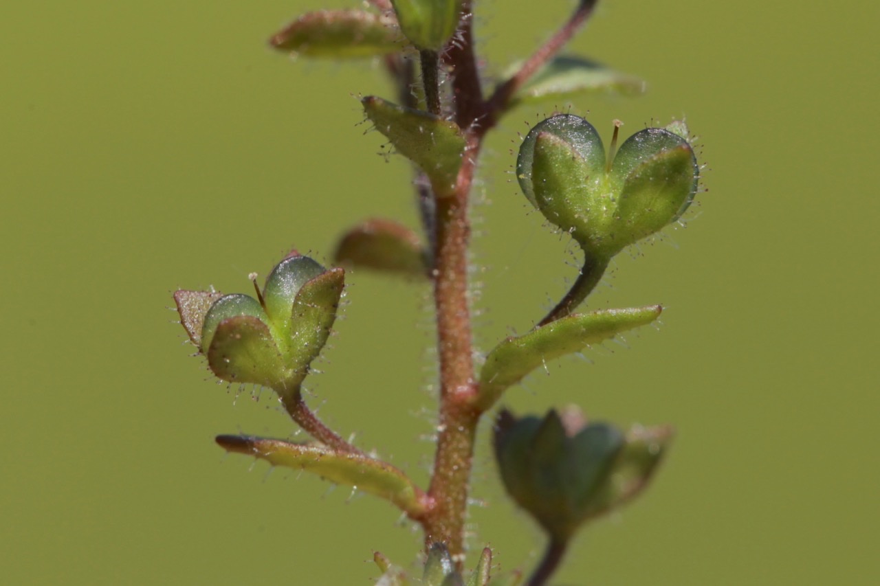 Veronica acinifolia.jpg