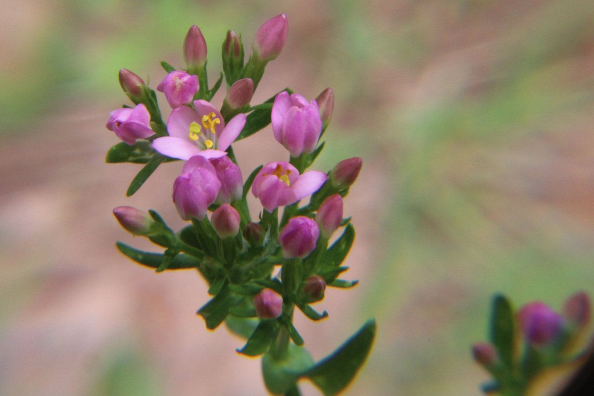 Centaurium erythraea Rafn .JPG