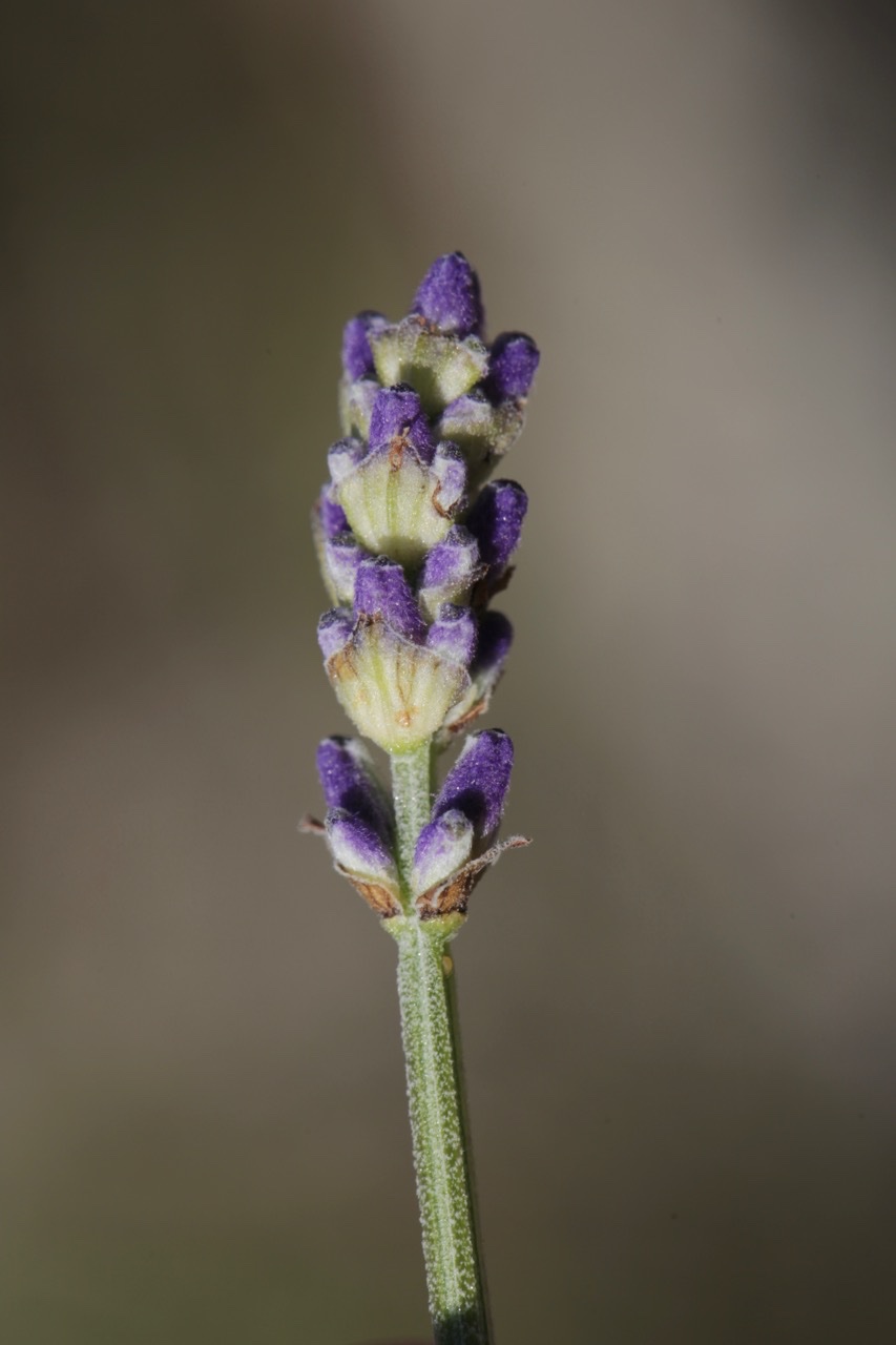 Lavandula angustifolia.jpg