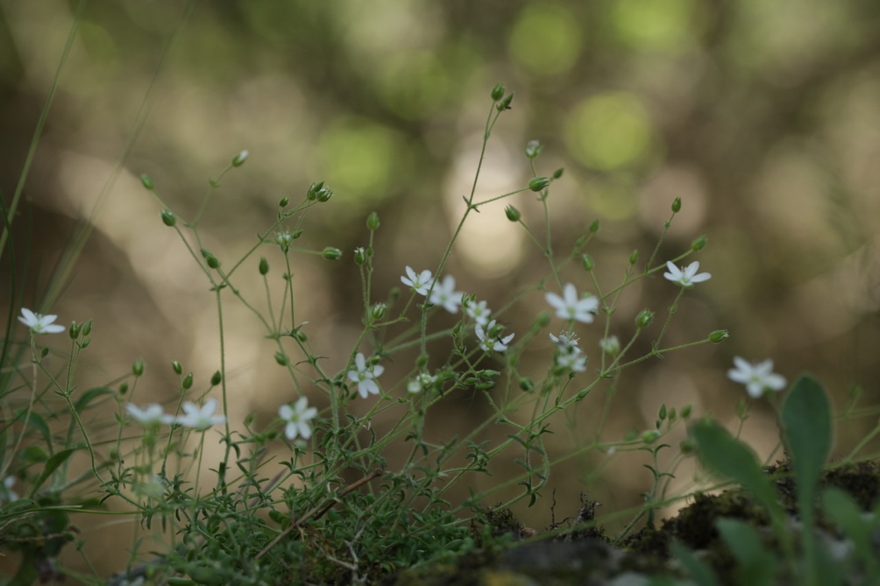 Arenaria hispida .jpg