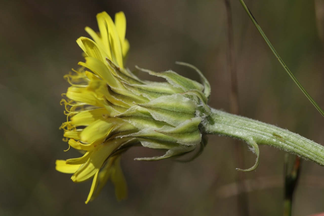 Crepis albida.jpg