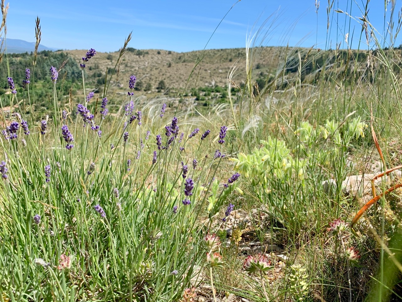 Lavandula angustifolia et Onosma tricerosperma subsp. fastigiata.jpg