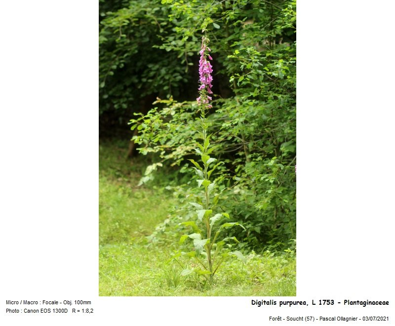 digitalis_purpurea_l_1753_-_plantaginaceae 01.jpg
