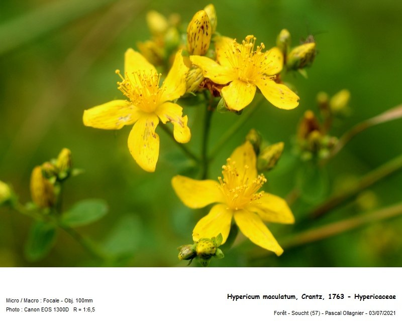 hypericum_maculatum_crantz_1763_-_hypericaceae 01.jpg