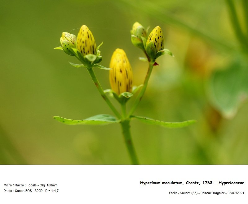 hypericum_maculatum_crantz_1763_-_hypericaceae 02.jpg