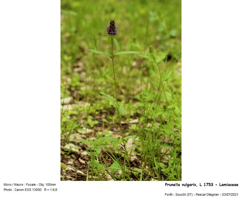 prunella_vulgaris_l_1753_-_lamiaceae 01.jpg