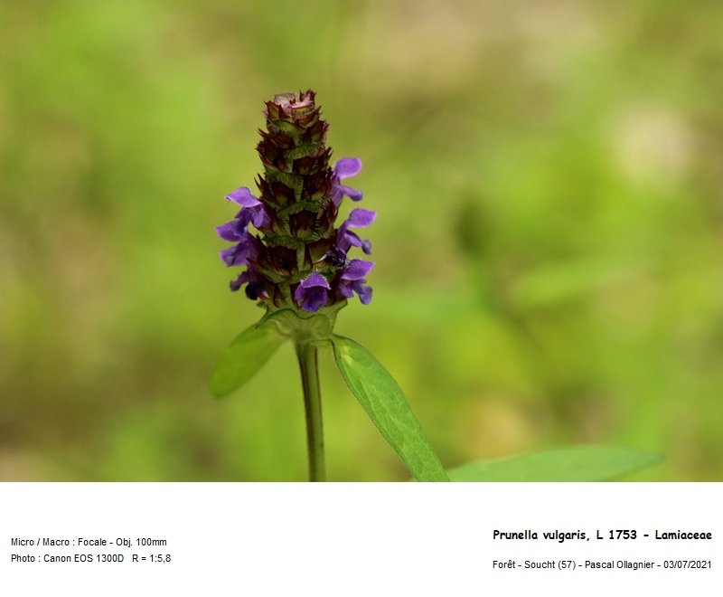 prunella_vulgaris_l_1753_-_lamiaceae 02.jpg