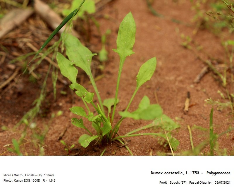 rumex_acetosella_l_1753_-__polygonaceae 01.jpg