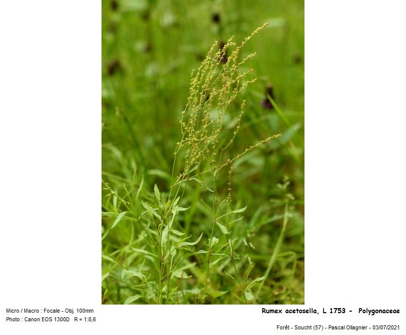 rumex_acetosella_l_1753_-__polygonaceae 02.jpg