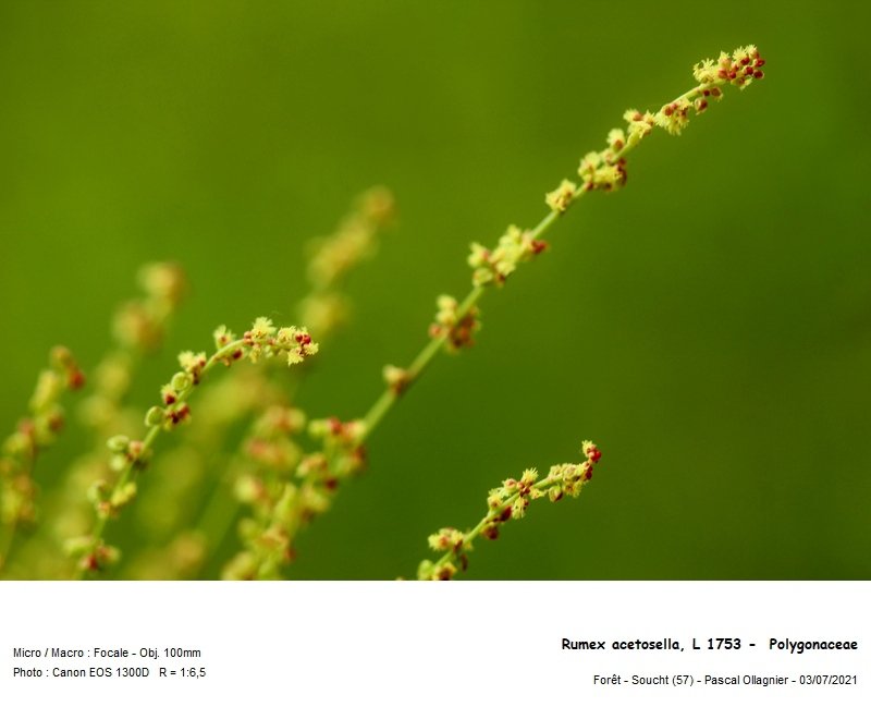 rumex_acetosella_l_1753_-__polygonaceae 03.jpg